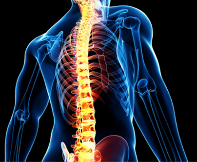 Resultado de imagem para coluna vertebral